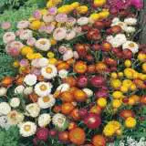 Seed Strawflower Dwarf Mixed 2019 Seestrdmi - Garden Express Australia