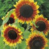 Seed Sunflower Golden Prominence 2019 Seesungpr - Garden Express Australia