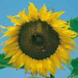 Seed Sunflower Single Giant Russian Seesunsgi - Garden Express Australia