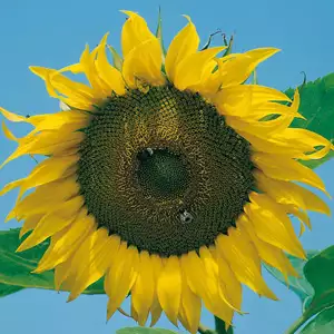 Seed – Sunflower Single Giant