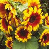 Seed Sunflower Solar Flash 2019 Seesunsfl - Garden Express Australia
