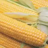 Seed Sweet Corn Terrific F 1 Seescoter - Garden Express Australia