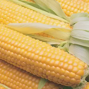 Seed – Sweet Corn Terrific F1 Value Pack