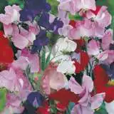 Seed Sweet Pea Mammoth Mixed Value Pack Seespemam - Garden Express Australia