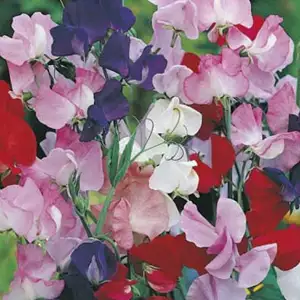 Seed – Sweet Pea Mammoth Mix Value Pack