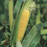 Seed Sweetcorn Early Extra Sweet F1 Seescoees - Garden Express Australia