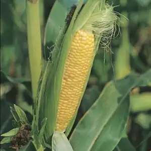 Seed – Sweet Corn Early Extra Sweet F1