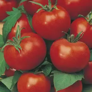 Seed – Tomato Grosse Lisse