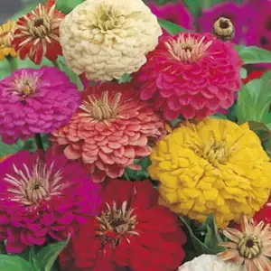 Seed – Zinnia Early Wonder Mixed