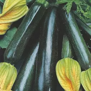 Seed – Zucchini Black Beauty Organic