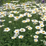 Shasta Daisy Pplshadai - Garden Express Australia