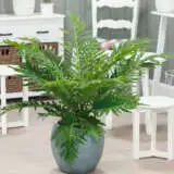 Silver Lady Fern Pplsillfe - Garden Express Australia