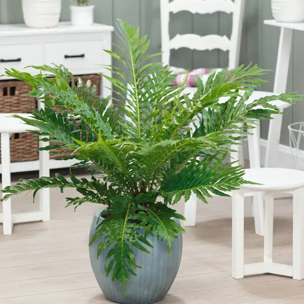 Blechnum Silver Lady Fern