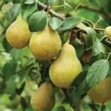 Trixzie Pear Tretripea - Garden Express Australia