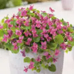 Top 10 Shade-loving Plants Viola Rozina Lpovioroz - Garden Express Australia