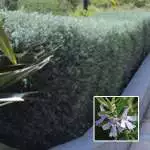 Plants For Privacy Westringia Wynyabbi Gem Lpoweswge - Garden Express Australia