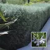 Westringia Wynyabbi Gem Lpoweswge - Garden Express Australia