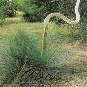 WILDFLOWER SEED – AUSTRALIAN GRASS TREE