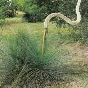 Wildflower Seed – Australian Grass Tree
