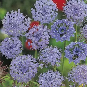 Wildflower Seed – Blue Rottnest Island Daisy