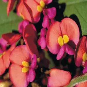 Wildflower Seed – Coral Creeper