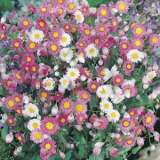 Wildflower Seed Everlasting Daisesr Seewseeve - Garden Express Australia