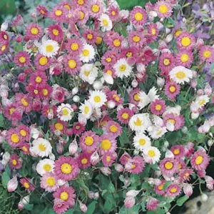 Wildflower Seed – Everlasting Daisies