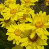 Wildflower Seed Golden Everlasting Daisy Seewsego - Garden Express Australia
