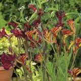 Wildflower Seed Kangaroo Paw Mixed Seewsekpm - Garden Express Australia