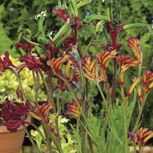 Wildflower Seed – Kangaroo Paw Mixed