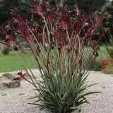 Wildflower Seed Kangaroo Paw Red And Green Seeweskpr - Garden Express Australia