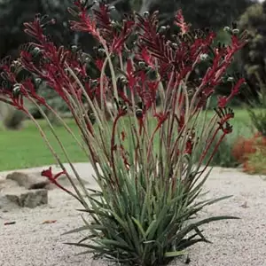 Wildflower Seed – Kangaroo Paw Red And Green