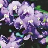 Wildflower Seed Native Wisteria Seewsenwi - Garden Express Australia