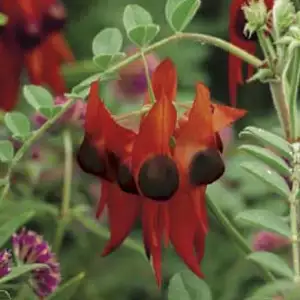 Wildflower Seed – Sturt Pea