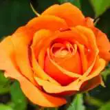 Woburn Abbey 2019 Rosfwab - Garden Express Australia