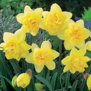 What’s The Difference Between Daffodils, Narcissus And Jonquils? Daffodil Dick Wilden 2016 Fm - Garden Express Australia