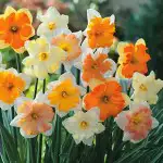 Daffodil Thalia Daffodil Butterfly Mixed 15 - Garden Express Australia