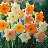 Daffodil Butterfly Mixed 15 - Garden Express Australia