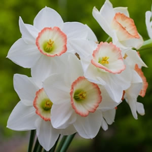 Daffodil High Society 2012 - Garden Express Australia