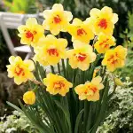 Daffodil Thalia Daffodil Tahiti 15 Fm - Garden Express Australia