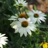 Echinacea Pow Wow White P68echpwwh - Garden Express Australia