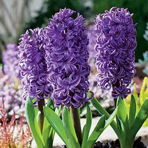 Hyacinth Growing Guide Hyacinth Purple Star - Garden Express Australia