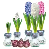 Hyacinthvases Setof3 - Garden Express Australia