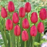 Tulip La Romaine - Garden Express Australia