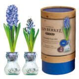 VB Hyacith Vase Blue - Garden Express Australia