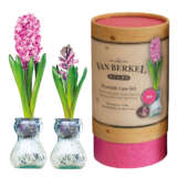 Vb Hyacithvase Pink - Garden Express Australia