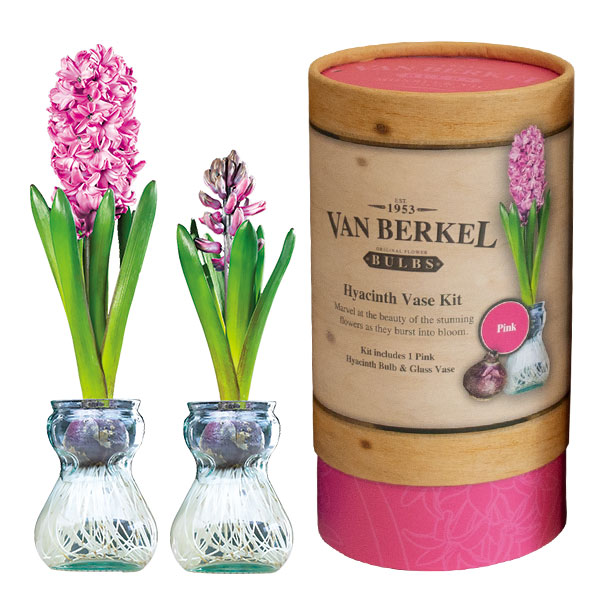 Hyacinth Vase Kit Pink