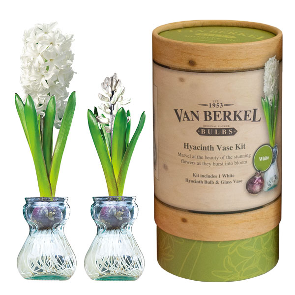 Hyacinth Vase Kit White