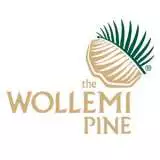 Wollemi Pine – 300mm Pot Wollemi Pine – 300mm Pot