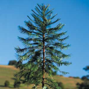 Wollemi Pine – 150mm Pot